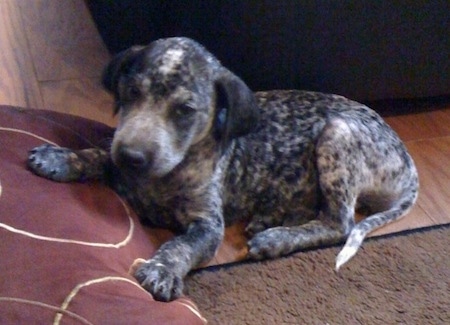 A black and white Sharmatian puppy is laying across a hardwood floor with its front paws on a brown pillow. There is a couch behind the dog.