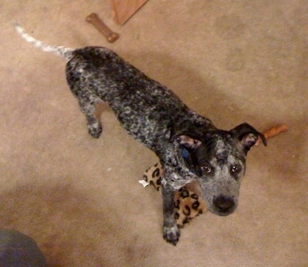 View from the top looking down at the dog - A black and white spotted Sharmatian puppy standing on a tan carpet looking up. There is a leopard print plush toy and a rawhide bone stick under the dog. The dog has a big square head and small triangular ears that fold over to the front.