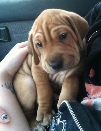 Close up front view - A person is holding a tan Sharp Eagle puppy close to their chest. The dog has a thick body, wrinkles and extra skin.