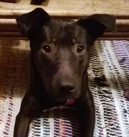 Close up front view - A black Shepherd Pit is laying on a rug and it is looking forward. It has wide round black eyes.