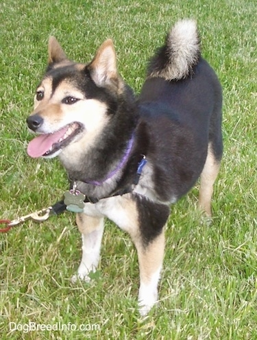 Front side view - A black with tan and white Shiba Inu dog is standing in grass and it is looking to the left. Its mouth is open and tongue is out. Its tail is curled over its back.
