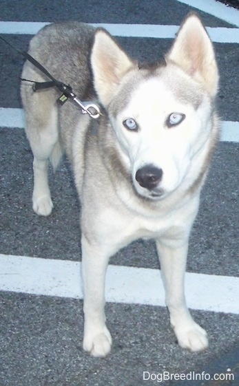 A grey and white Siberian Husky with blue-eyes is standing in a parking lot, it is looking up and to the left. Its head is slightly tilted to the left.