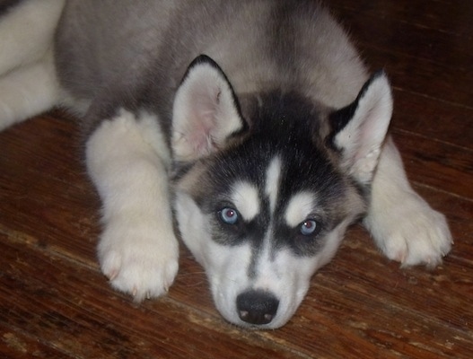 A blue-eyed, grey, black and white Siberian Husky puppy is laying down on a hardwood floor and it is looking forward.
