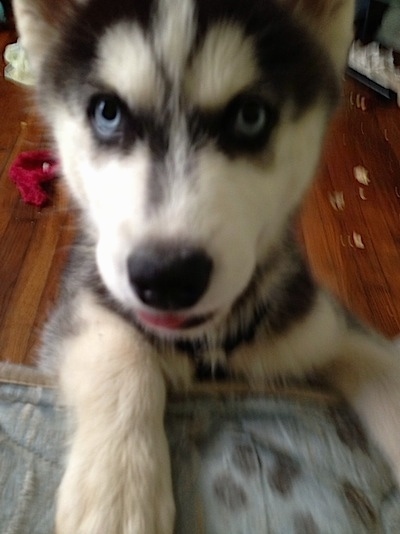 Close up - A grey, black and white Siberian Husky puppy is jumped up on the front of a couch, its mouth is slightly open and its tongue is slightly out. It has blue eyes.