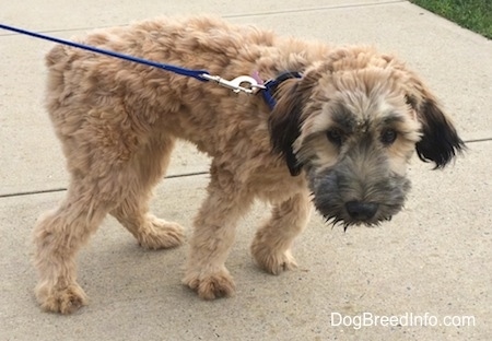 The right side of a tan with black Soft Coated Wheaten Terrier puppy that is standing across a walkway and it is looking forward. Its hair is shaved and it has darker hair on its muzzle and ears. Its nose is black.