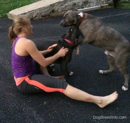 A blue-nose American Bully Pit is biting a jumping blue-nose Brindle Pit Bull Terrier. There is a blonde-haired girl sitting behind them.