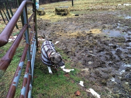 A blue-nose Brindle Pit Bull Terrier is wearing a vest walking around and looking at a mud pile.