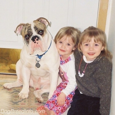 Two blonde haired girls are sitting next to a white with tan brindle Bulldog. They all are looking forward. The Bulldogs head is tilted to the left.