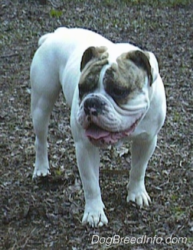 Front side view - Spike the Bulldog is walking across a heavily leaved area, it is looking to the left, its mouth is open and its tongue is sticking out. He is very muscular with a big head and a wide chest.