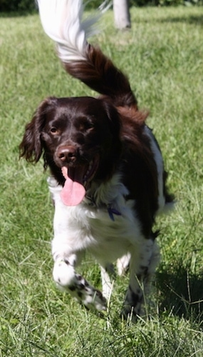 Front view - A brown and white Stabyhoun is running on a grass surface. Its mouth is open, its tongue is out and its tail is in the air.