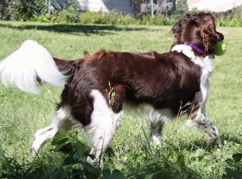 The back right side of a brown and white Stabyhoun is trotting across a grass surface and it has a tennis ball in its mouth. It has longer hair on its tail and ears.