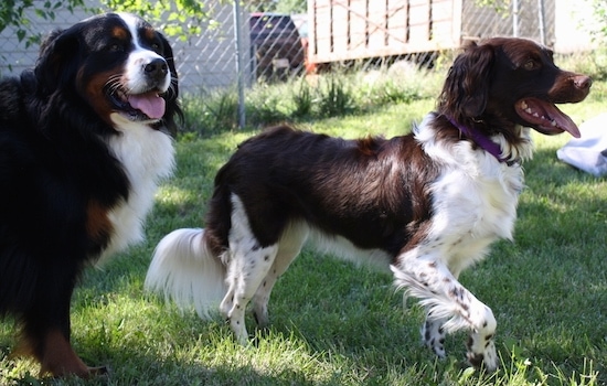 A brown and white Stabyhoun dog is standing in grass next to a black with brown and white Bernese Mountain Dog. Both of their mouths are open and their tongues are sticking out. 