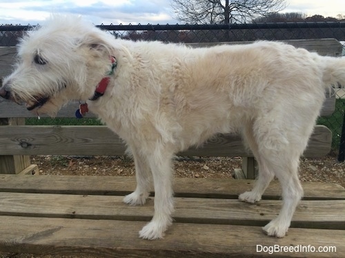 The left side of a soft looking, tan Standard Auss-Tzu that is standing across a wooden park bench and it is looking to the left. Its mouth is open and it looks like it is smiling.