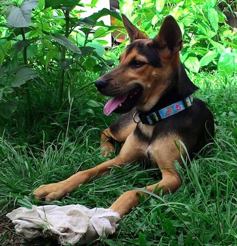 Front view - A black with tan and white Telomian dog laying outside in the shade of an unkempt lawn with a burlap sack in front of it looking to the left with its mouth open and its tongue is sticking out.