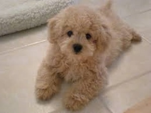 Top down view of a small tan Terri-Poo dog laying out across a tiled floor, it is looking up and forward.