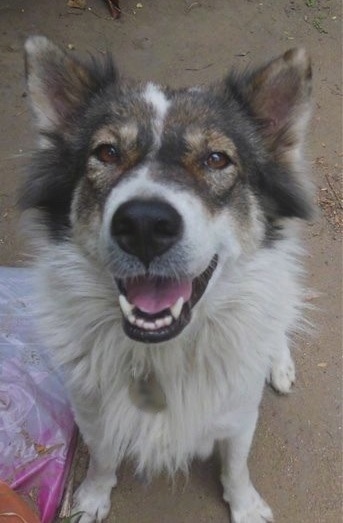 Close up front view - Top down view of a thick coated, fluffy, perk eared, white with black and tan Thai Bangkaew Dog sitting on a dirt surface looking up with its mouth open and its tongue out. It has brown almond shaped eyes and white teeth.