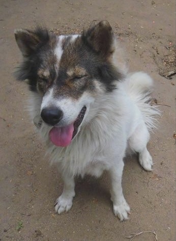 Close up - Top down view of a white with black and tan Thai Bangkaew Dog sitting on dirt with its eyes closed, its mouth is open and its tongue is out.