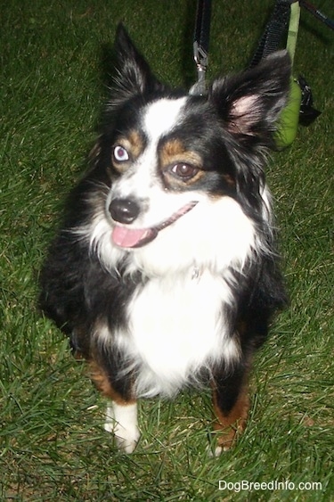 A perk-eared, tricolor, black with white and brown Toy Australian Shepherd is sitting in grass with its head slightly turned to the left. Its mouth is open and tongue is out. One of the dog's eyes is blue and the other is brown.