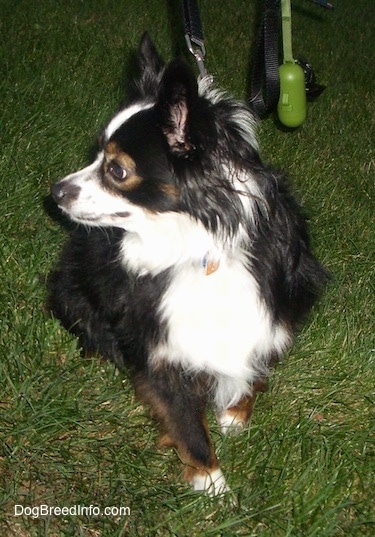 View from the front - A perk-eared, tricolor, black with white and brown Toy Australian Shepherd is sitting in grass looking to the left.