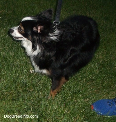 Side view - A perk-eared, tricolor, black with white and brown Toy Australian Shepherd is standing in grass turning to the left. There is a person wearing a blue sneaker next to it.