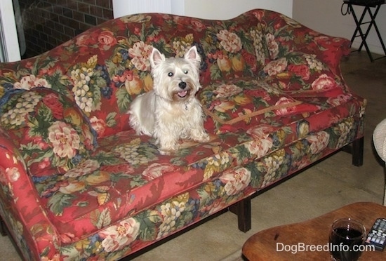 A West Highland White Terrier dog is sitting on a red floral print couch.
