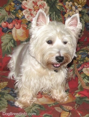 The front right side of a West Highland White Terrier that is sitting on a floral print couch and it is looking down and over the edge of the couch. It has a black nose and small perk ears.