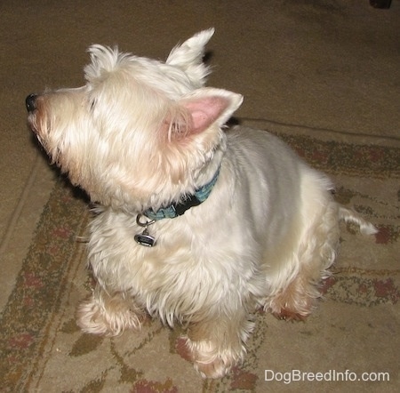 The front left side of a West Highland White Terrier that is sitting on a carpet, it is looking up and to the left. It has longer fringe hair on its face and under side.