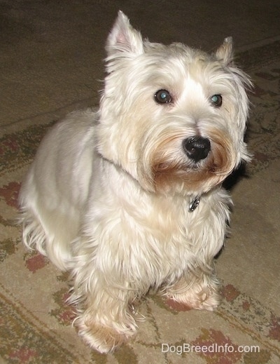 The front right side of a West Highland White Terrier that is sitting on a carpet and it is looking to the right. It has perk ears, large round eyes and a black nose. It has a brown stain coloring on its face near its mouth.
