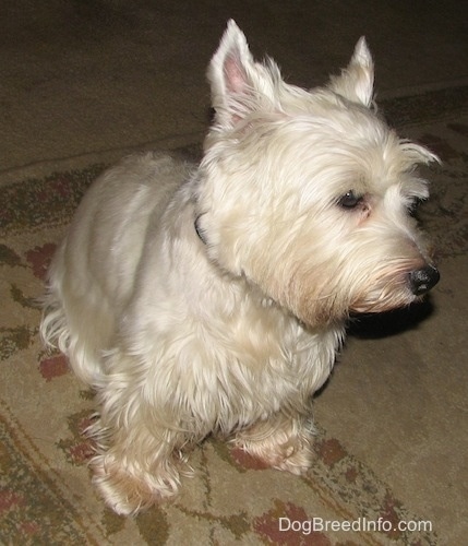 A West Highland White Terrier dog is sitting on a carpet and it is looking to the right. It has longer hair on its eyebrows.