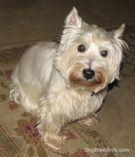 A West Highland White Terrier dog is sitting on a rug, it is looking up and its head is tilted to the right. It has perk ears, large round dark eyes and a black nose with rust stains on its face.