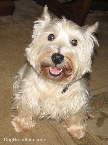A West Highland White Terrier is sitting partially on a rug and a carpet. It is looking up, its mouth is open and it looks like it is smiling. It has brown stains on its snout.