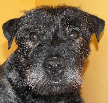 Close up - The face of a brindle black with tan Westie Staff dog that is looking forward. It has small fold over ears that are v-shaped.
