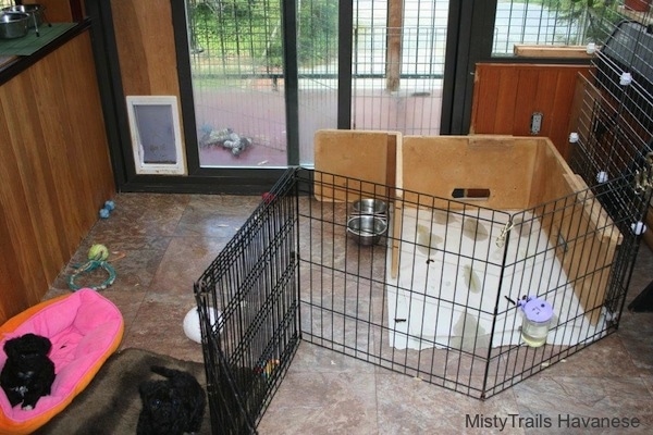 The back of a fenced in area in a room. There is a paper potty area with pee on it in the back.