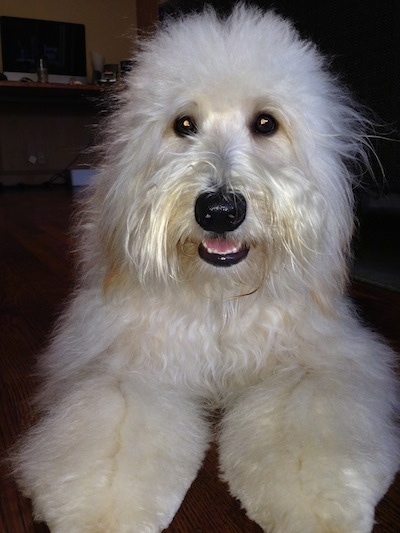 Close up head shot - A long coated, thick soft looking, white Whoodle is laying on a hardwood floor, its mouth is slightly open and it is looking forward.