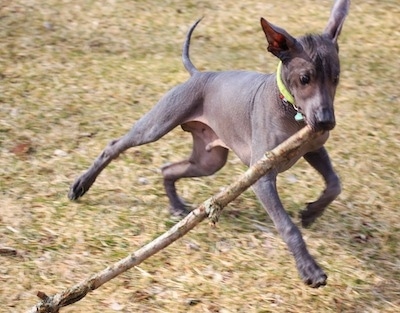 Blancho's Kothoga (AKA Relic) the Xoloitzcuintli as a 6 months old