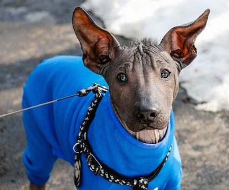 A darky gray and black hairless Xoloitzcuintli puppy is standing outside on a sidewalk surrounded in snow. The dog is wearing a blue coat, as big ears that stand up, dark eyes and a black nose.