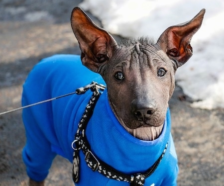 Blancho's Kothoga (AKA Relic) the Xoloitzcuintli as a 14 week old ...