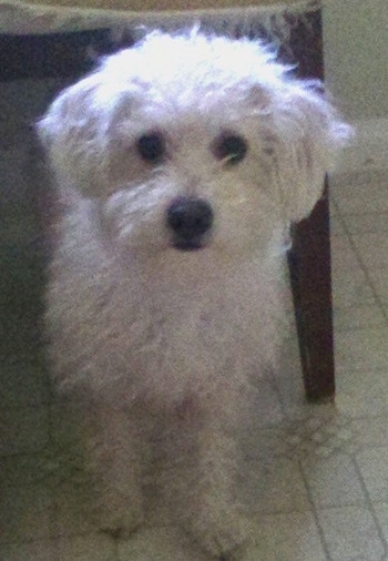 A white wavy coated Afghan Chon dog standing under a table and it is looking forward. It has a big black nose and dark round eyes