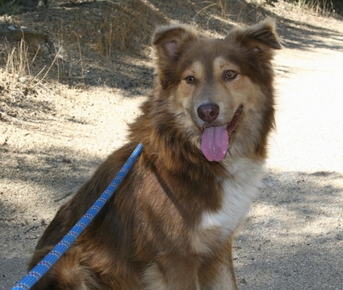 A chocolate with white and brown Aidi dog sitting outside with its tongue out. It has small triangular ears that fold down at the tips, golden brown almond shaped eyes and a brown nose