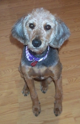 Recently groomed short coated Airedoodle dog sitting on a hardwood floor.