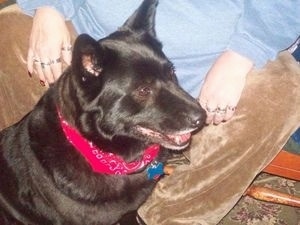 Close up - The front right side of a black Akita Chow dog that is wearing a red bandana and sitting on the ground in front of a person.