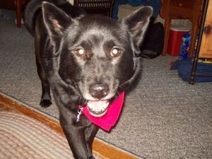 Close up - A black Akita Chow is walking down a carpeted floor and it is wearing a purple bandana. It has perk ears that are set wide apart.