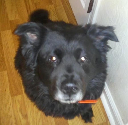 Close up - A black Akita Chow sitting on a hardwood floor. The dog has ears that fold out to the sides that are set wide apart.