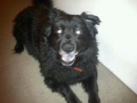 Close up - A black Akita Chow laying on a floor next to a wall. He has black on its tongue.