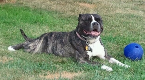 Alapaha Blue Blood Bulldog laying down next to a blue ball