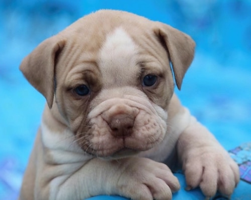 Alapaha Blue Blood Bulldog Puppy leaning on basket