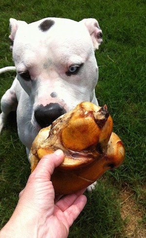 Alapaha Blue Blood Bulldog smelling a dog bone