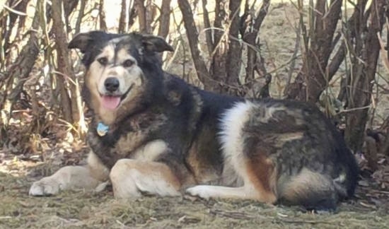 Alaskan Goldenmute laying in front of a line of trees