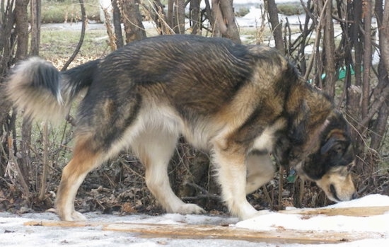 Alaskan Goldenmute walking down a line of trees smelling the snowy ground