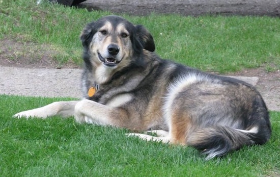 Alaskan Goldenmute laying down in the lawn